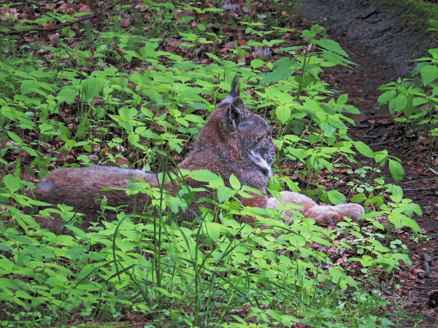 Ein wohl durchziehender Luchs hält Mittagsschlaf