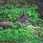 Ein wohl durchziehender Luchs hält Mittagsschlaf