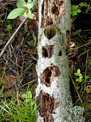 Ein wohliges Daheim für unzählige Tiere, die im Wald leben  ...