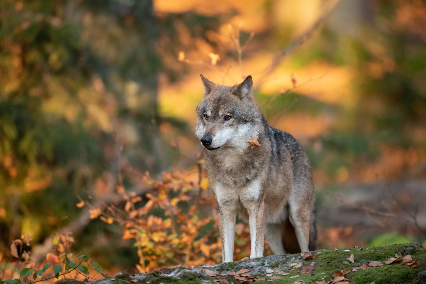 Ein Wolf... Foto & Bild | world, natur, herbst Bilder auf fotocommunity