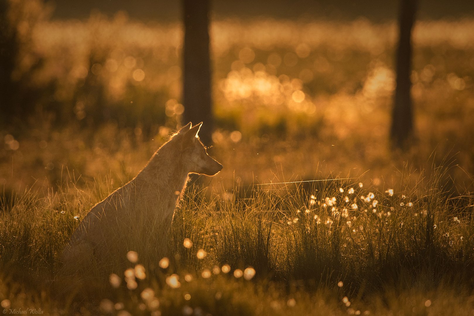 Ein Wolf an einem Julimorgen