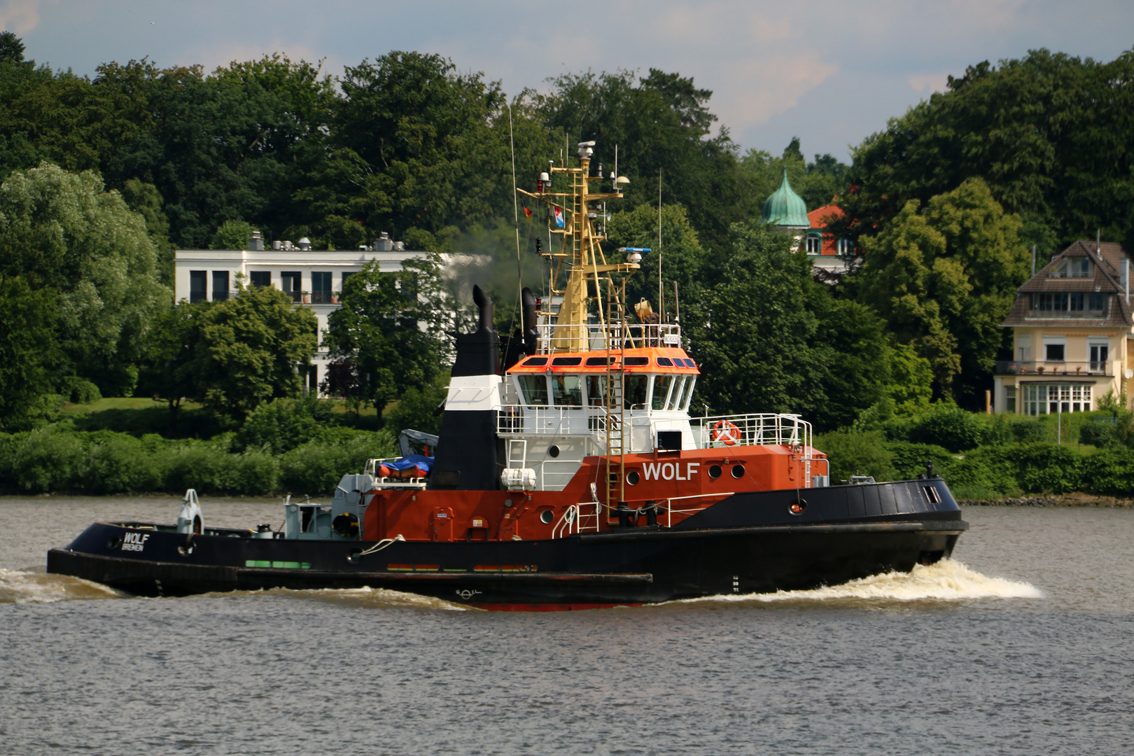 Ein Wolf auf der Elbe 