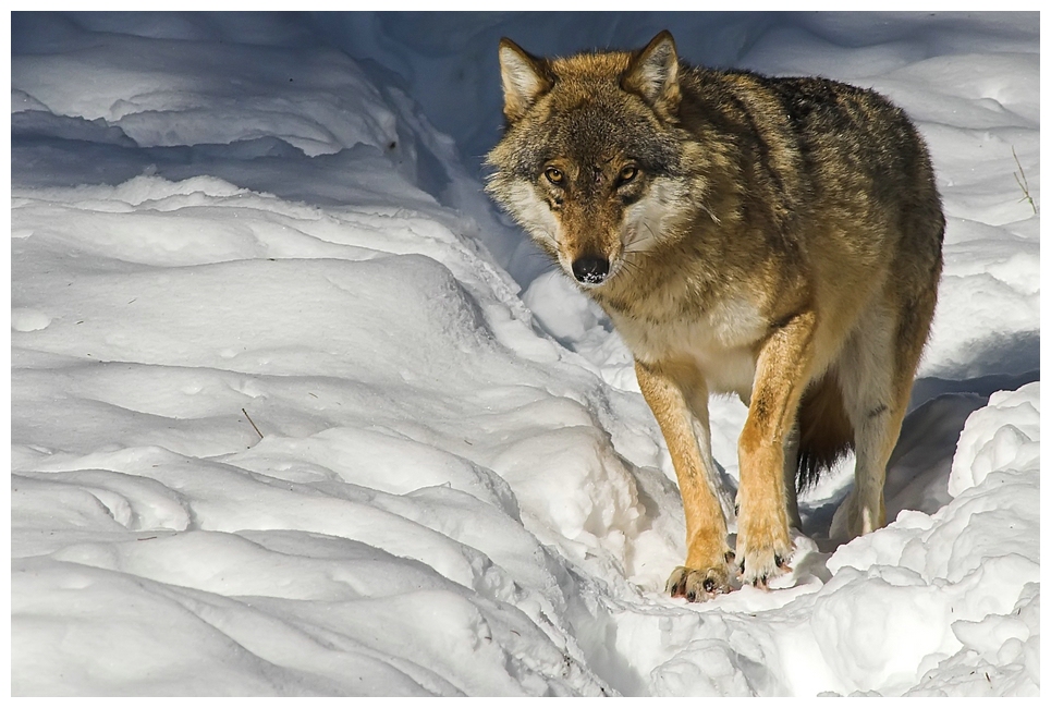 Ein Wolf aus dem Tierfreigehege in Ludwigsthal.