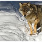 Ein Wolf aus dem Tierfreigehege in Ludwigsthal.