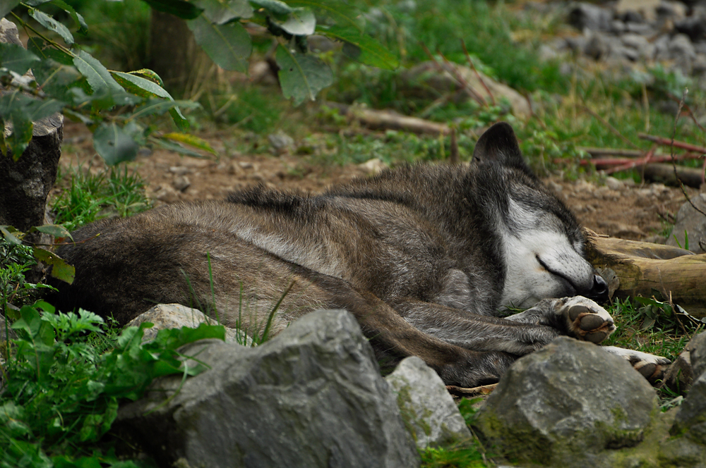 Ein Wolf beim Schlafen im Zoo Hannover .