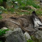 Ein Wolf beim Schlafen im Zoo Hannover .