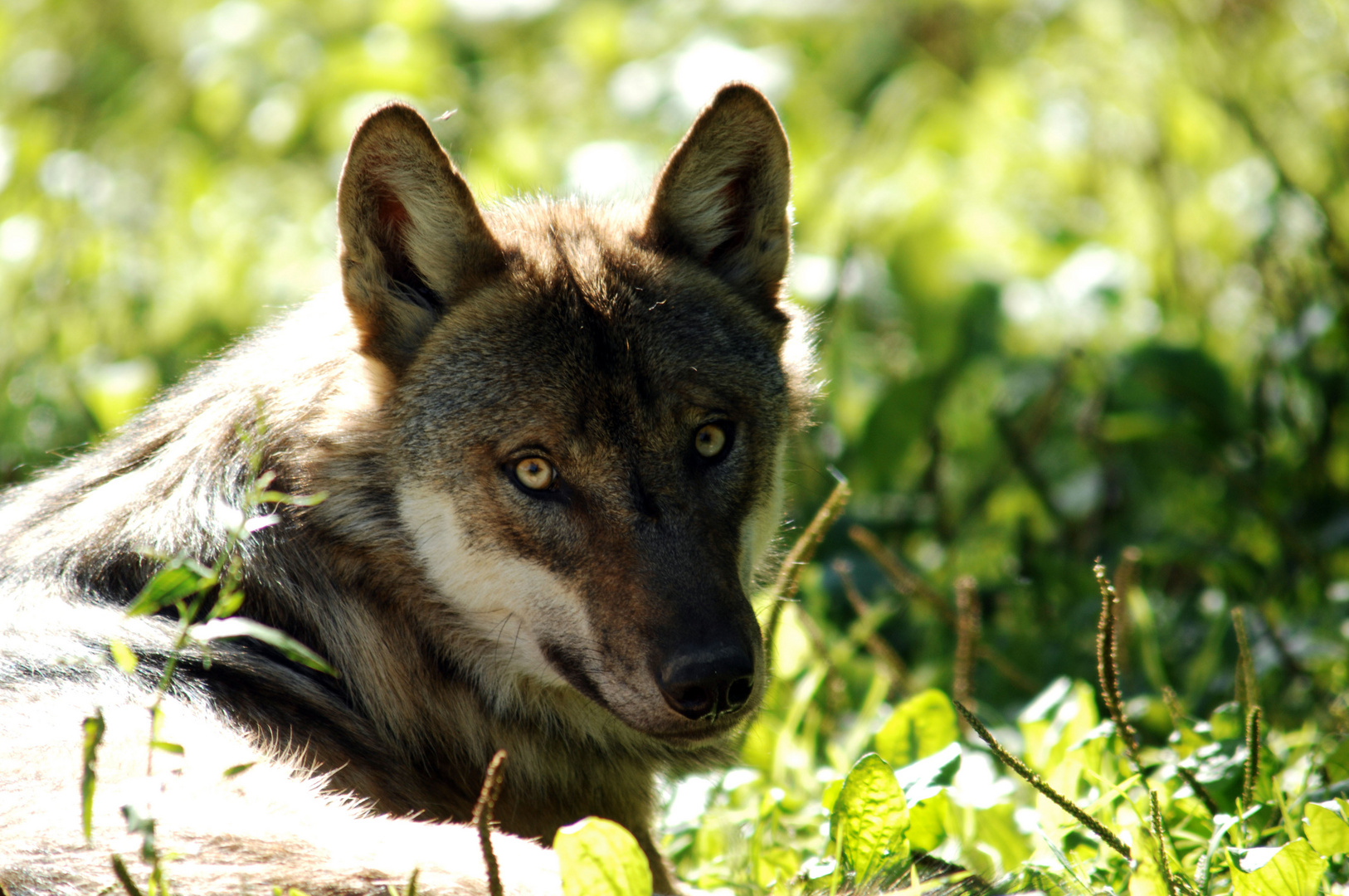 Ein Wolf der die Sonnenstrahlen geniesst.