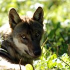 Ein Wolf der die Sonnenstrahlen geniesst.