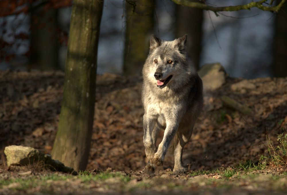 Ein Wolf für alle