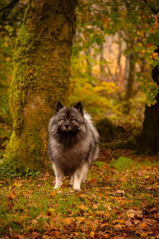 Ein Wolf im Herbstwald