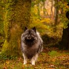 Ein Wolf im Herbstwald