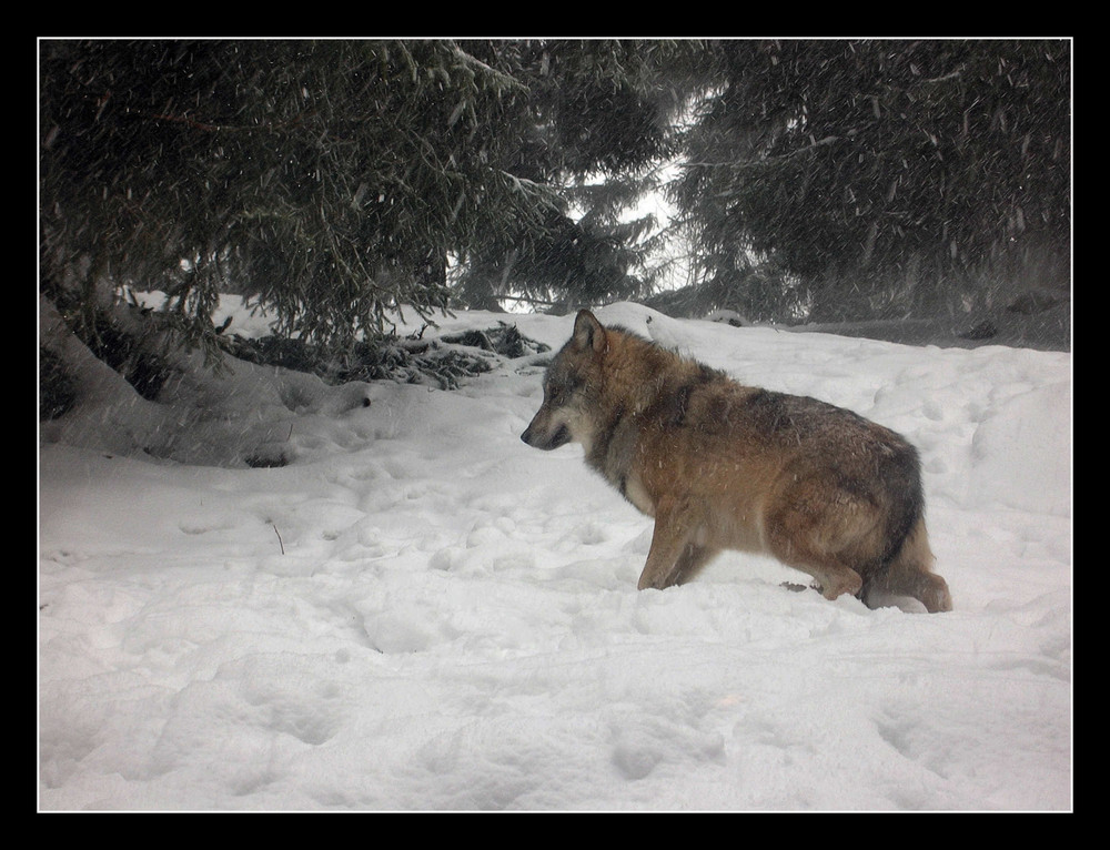 Ein Wolf im Schneetreiben