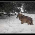 Ein Wolf im Schneetreiben