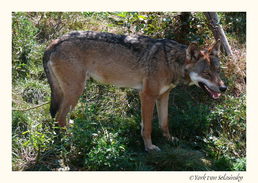 Ein Wolf im Wormser Zoo