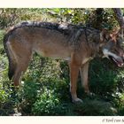 Ein Wolf im Wormser Zoo