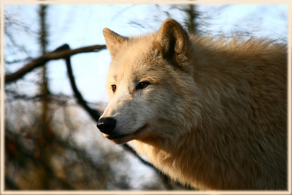 Ein Wolf im Zoo