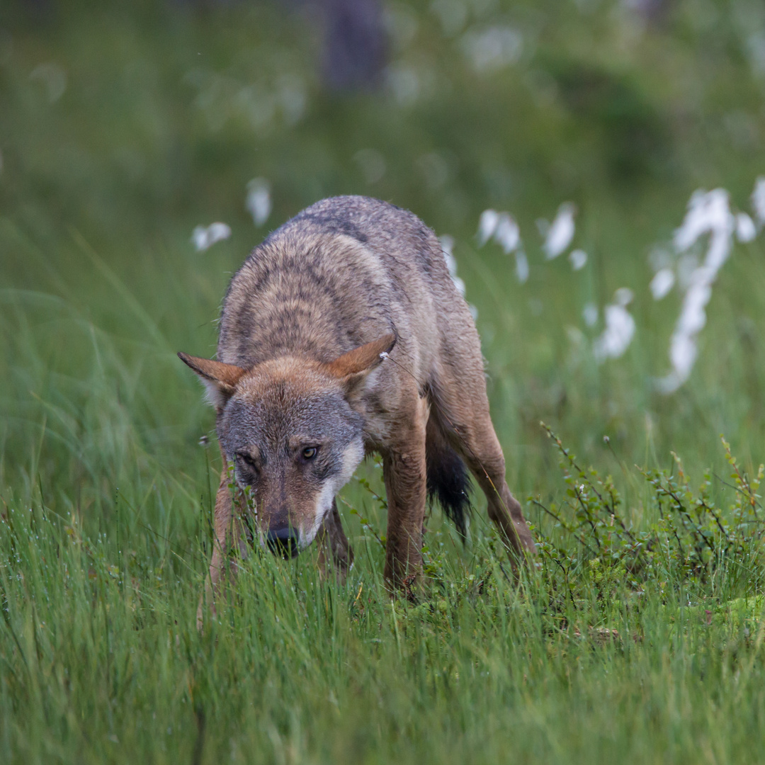 Ein Wolf ist auch nur ein Hund