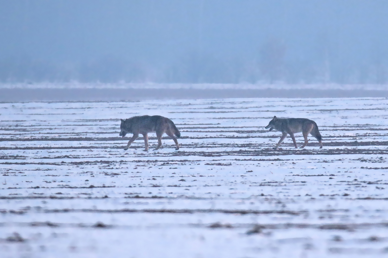 Ein Wolf kam nicht allein...DOKU 