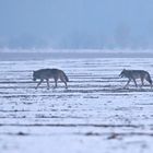 Ein Wolf kam nicht allein...DOKU 