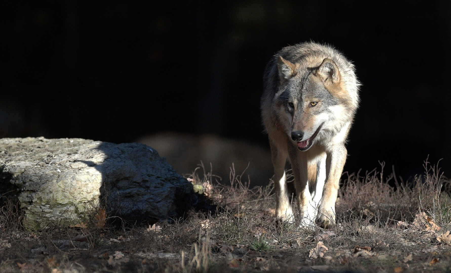 Ein Wolf kommt selten allein