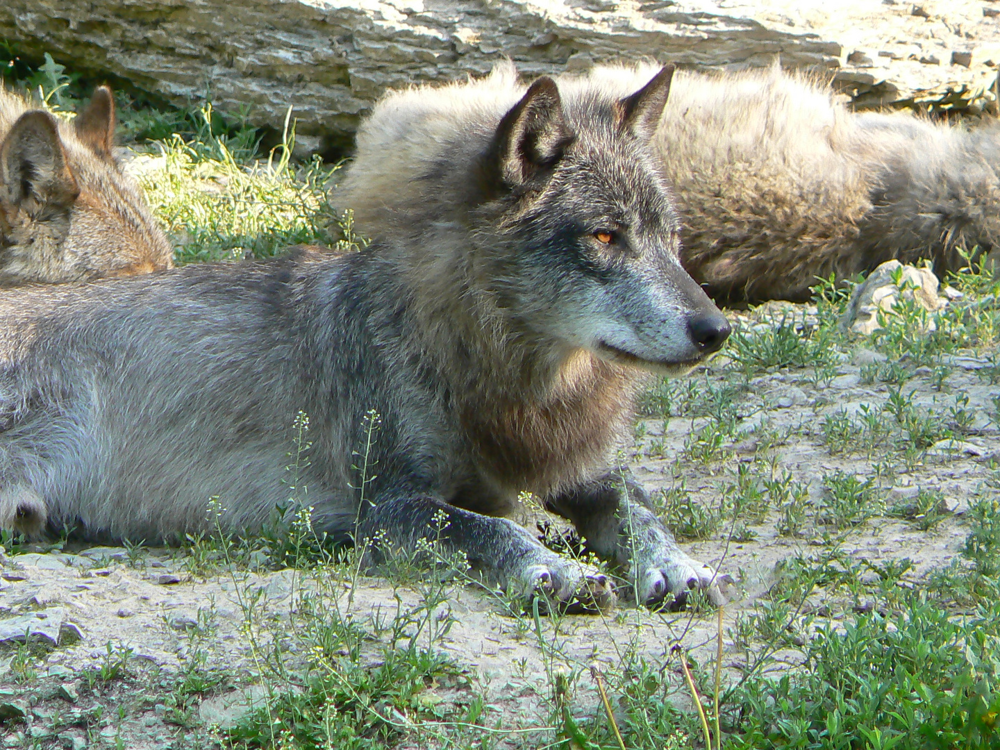 Ein Wolf mit wunderschönen AUgen