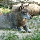 Ein Wolf mit wunderschönen AUgen