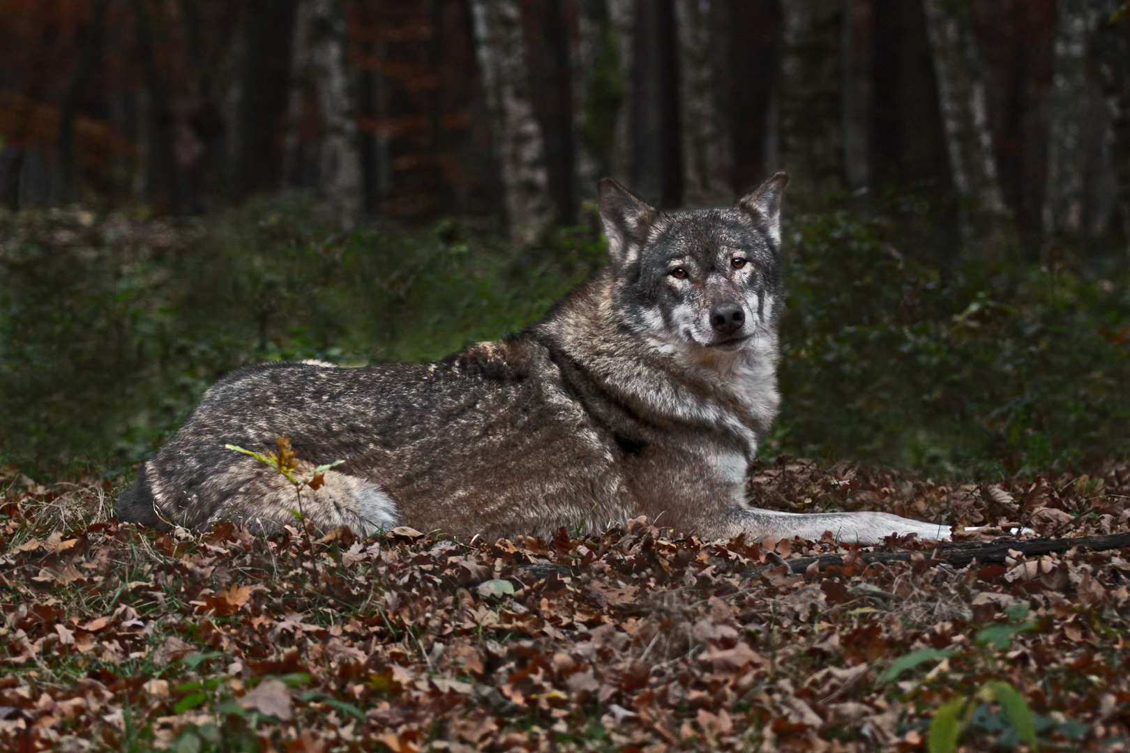 Ein Wolf namens Roy