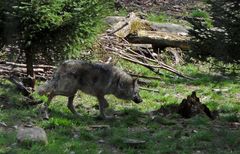 Ein Wolf schleicht davon