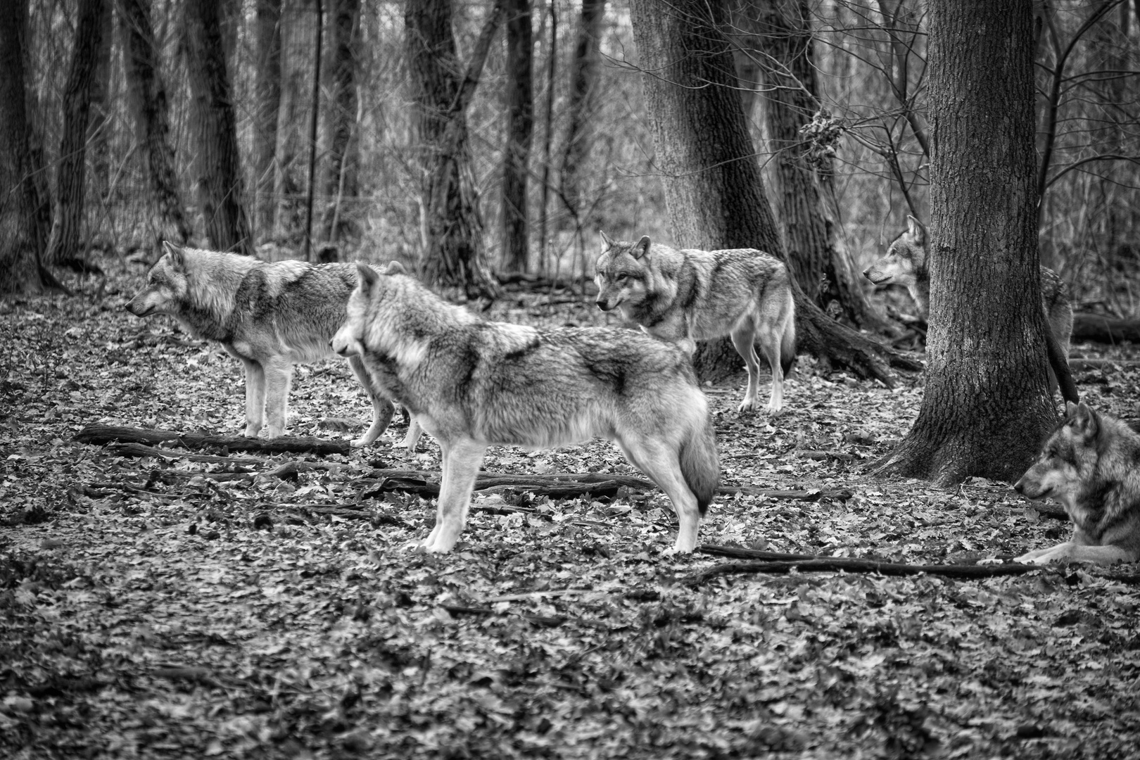 Ein Wolf verläßt nicht den anderen