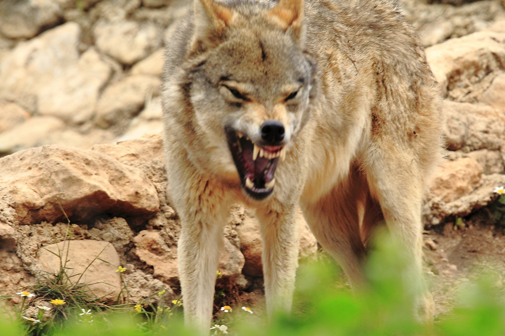 Ein Wolf zeigt seine Aggressionen