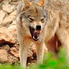 Ein Wolf zeigt seine Aggressionen