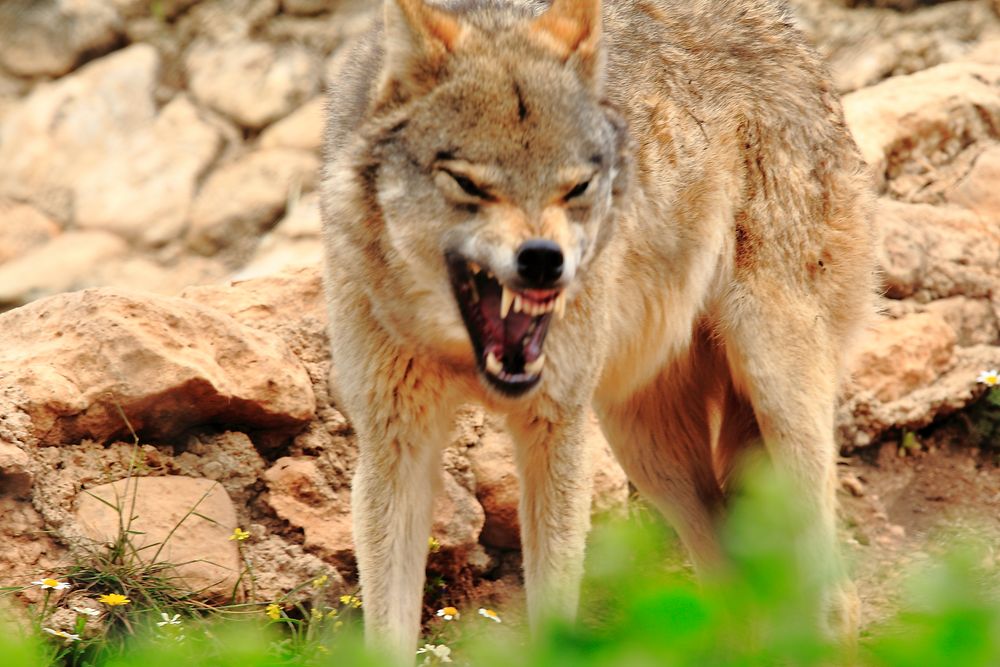 Ein Wolf zeigt seine Aggressionen