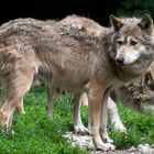 Ein Wolfsblick im Profil, sowie ein Rudelpartner