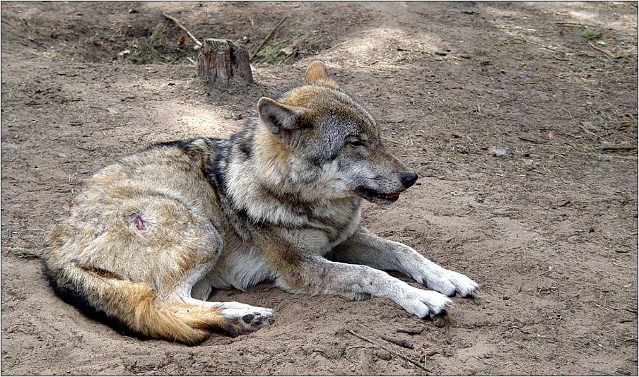 Ein Wolfsleben