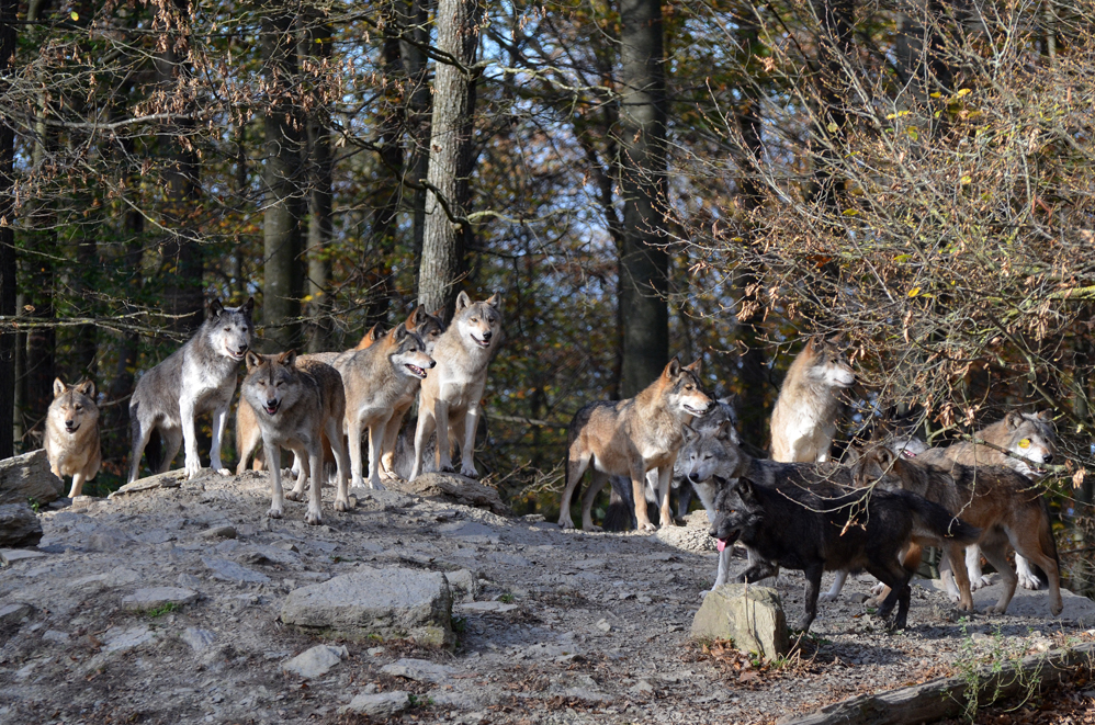 Ein Wolfsrudel erscheint in der Mittagssonne