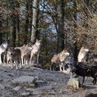 Ein Wolfsrudel erscheint in der Mittagssonne