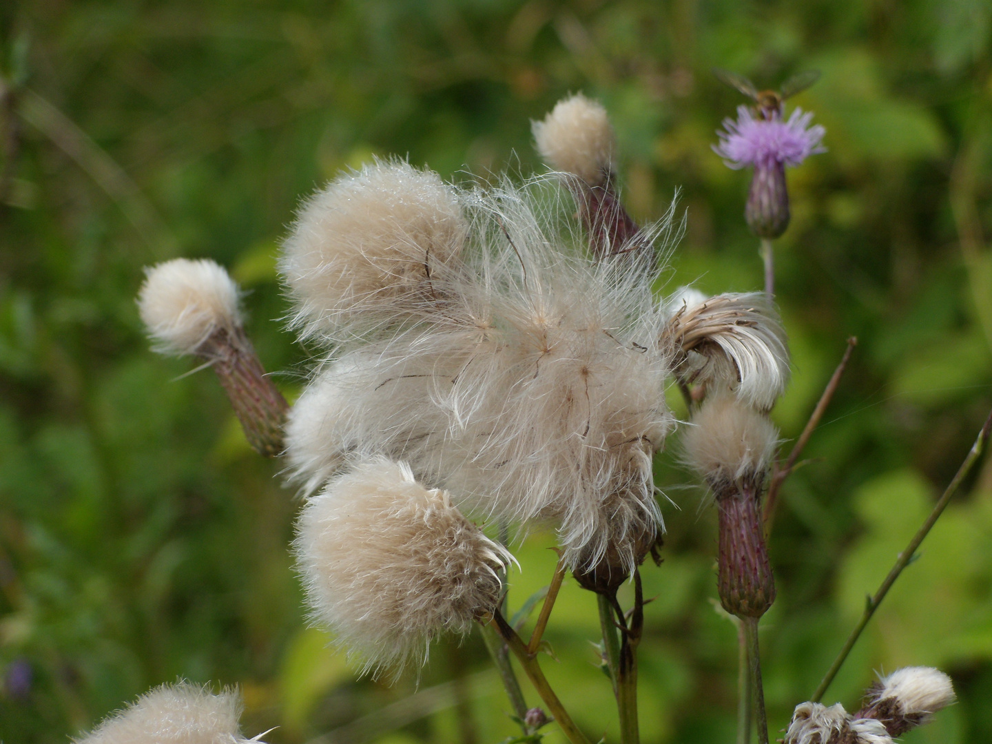 Ein wolliges gewusel.Acker-Kratzdistel (Cirsium arvense)