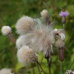 Ein wolliges gewusel.Acker-Kratzdistel (Cirsium arvense)