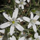 Ein Wollkrautblütenkäfer (Anthrenus verbasci) auf Dolden-Milchstern