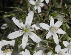 Ein Wollkrautblütenkäfer (Anthrenus verbasci) auf Dolden-Milchstern