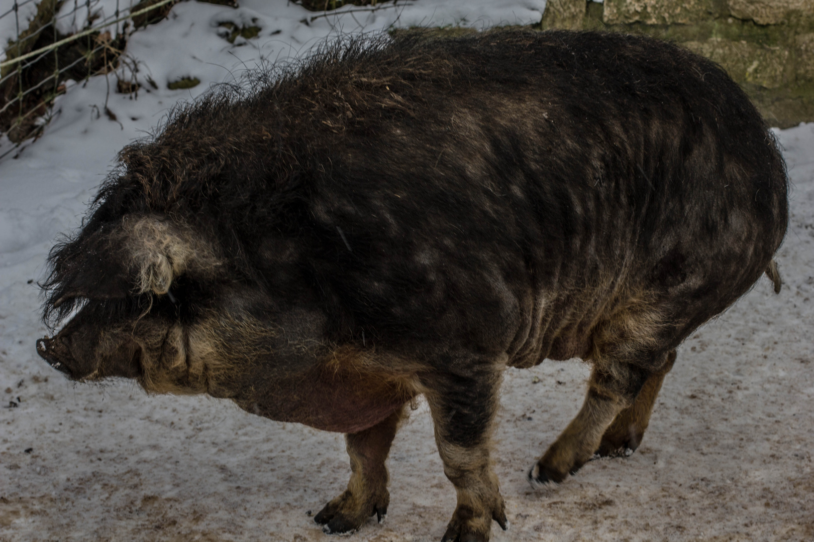 Ein Wollschwein