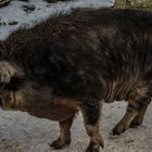 Ein Wollschwein