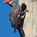 Ein "Woody Woodpecker" Weibchen...