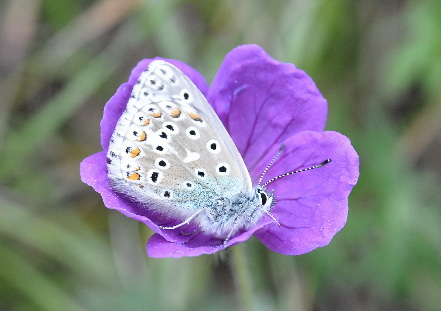 Ein wortwörtlich Himmelblauer Bläuling...