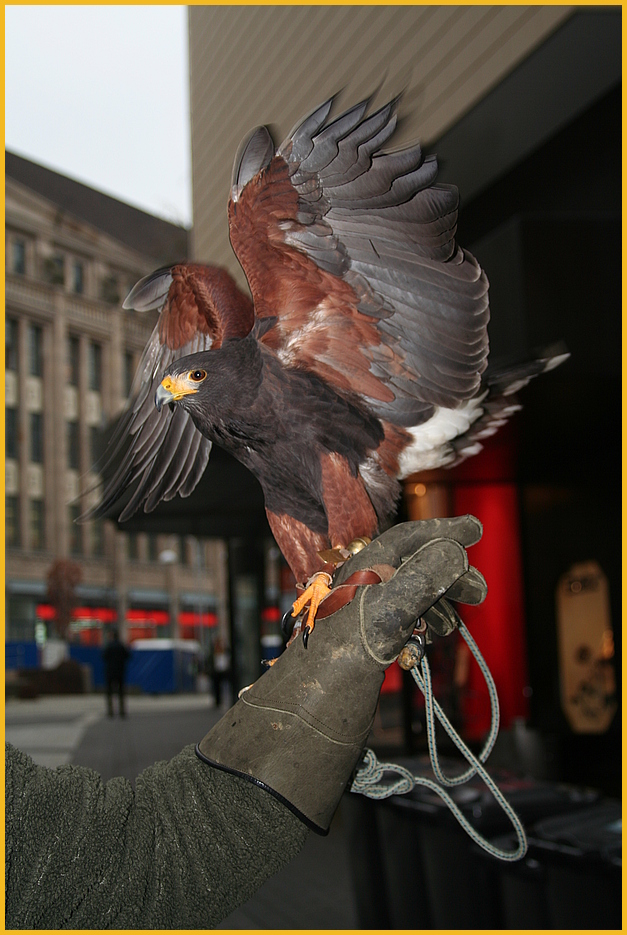 Ein Wüstenbussard in der Großen Stadt