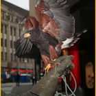 Ein Wüstenbussard in der Großen Stadt