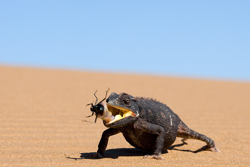 Ein Wüstenchamäleon hat in der Wüste Namib Beute gemacht