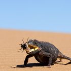 Ein Wüstenchamäleon hat in der Wüste Namib Beute gemacht