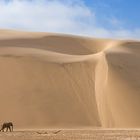 Ein Wüstenelefant wirkt winzig vor den riesigen Dünen