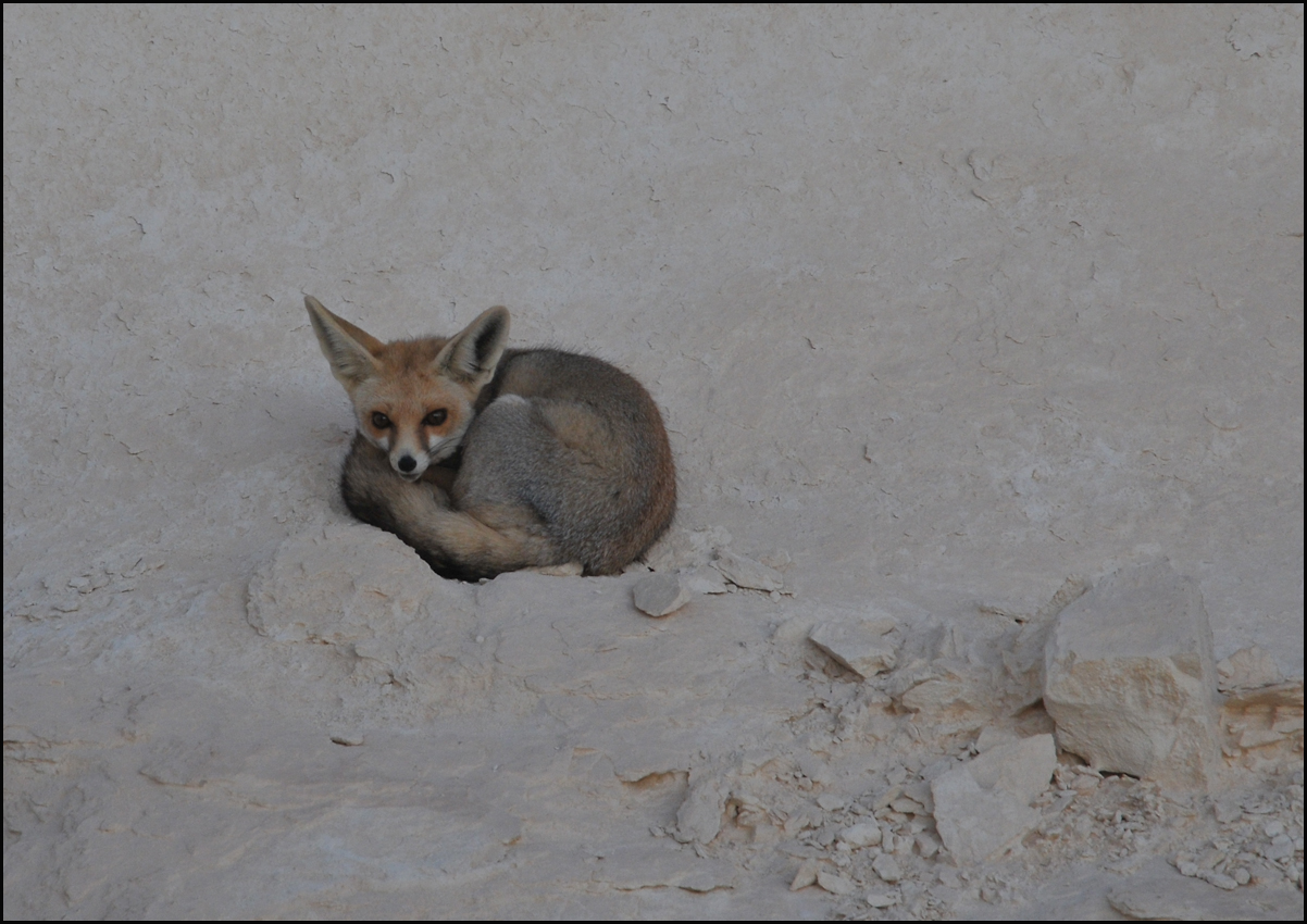 Ein Wüstenfuchs